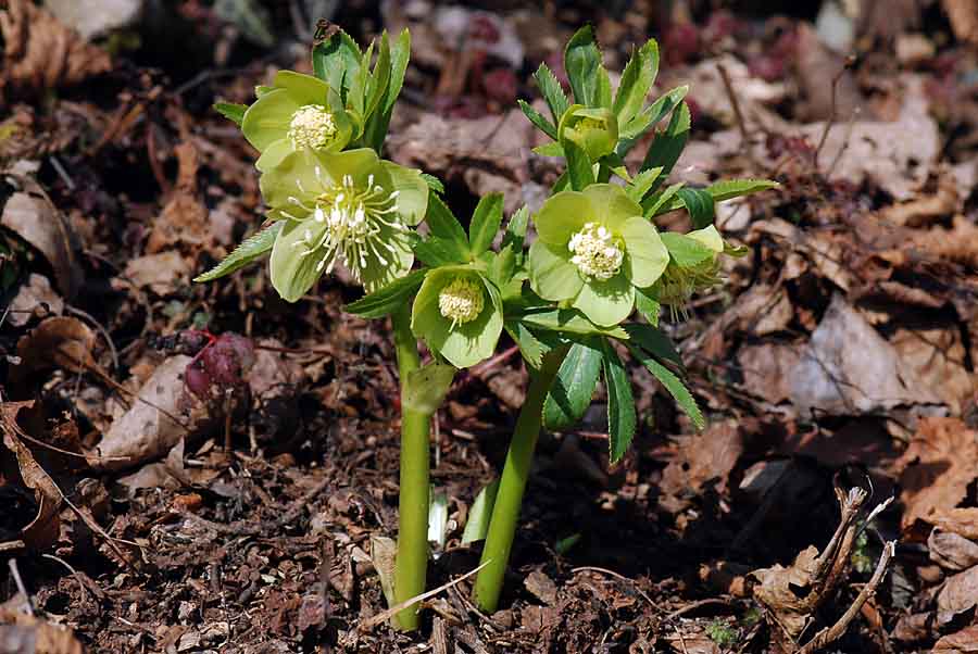 Helleborus viridis  / Elleboro verde